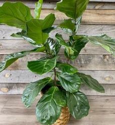 FiddleLeafFig from Yesterday's and Tomorrows in Warner Robins, GA