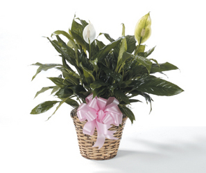 CTT6721 Peace Lily Plant from Yesterday's and Tomorrows in Warner Robins, GA