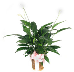 Peace Lilly Plant from Yesterday's and Tomorrows in Warner Robins, GA