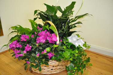 Quad Plant Garden with 4 Plants from Yesterday's and Tomorrows in Warner Robins, GA