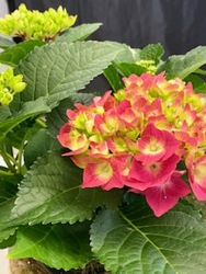 Blooming Plant - Hydrangea from Yesterday's and Tomorrows in Warner Robins, GA