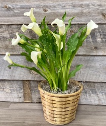CalaLilyPlant from Yesterday's and Tomorrows in Warner Robins, GA