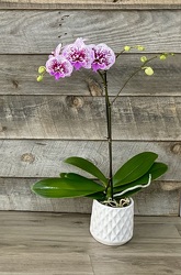 Orchid Plant from Yesterday's and Tomorrows in Warner Robins, GA