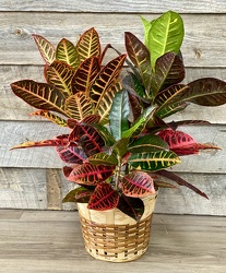 Croton Plant from Yesterday's and Tomorrows in Warner Robins, GA