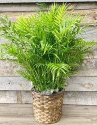 Palm Plant from Yesterday's and Tomorrows in Warner Robins, GA