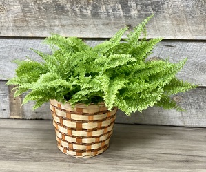 FluffyRuffleFern from Yesterday's and Tomorrows in Warner Robins, GA