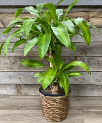 Corn Plant from Yesterday's and Tomorrows in Warner Robins, GA