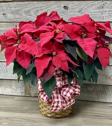 Poinsettia Plant from Yesterday's and Tomorrows in Warner Robins, GA