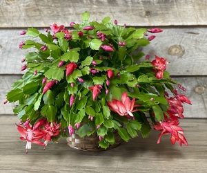 ChristmasCactus from Yesterday's and Tomorrows in Warner Robins, GA