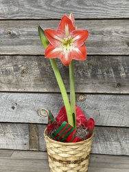 Amaryllis Plant from Yesterday's and Tomorrows in Warner Robins, GA