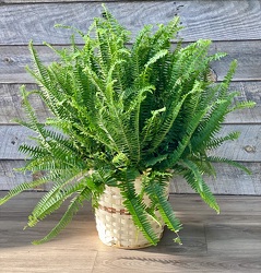 Fern from Yesterday's and Tomorrows in Warner Robins, GA