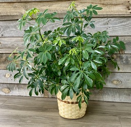 CTT6711 Umbrella Tree Plant from Yesterday's and Tomorrows in Warner Robins, GA