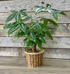 Money Tree Plant from Yesterday's and Tomorrows in Warner Robins, GA
