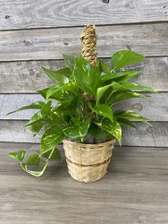 Pothos Plant from Yesterday's and Tomorrows in Warner Robins, GA