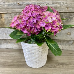 Blooming Plant - Hydrangea from Yesterday's and Tomorrows in Warner Robins, GA