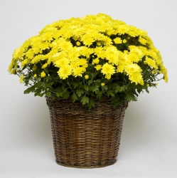 Blooming Plant Mum from Yesterday's and Tomorrows in Warner Robins, GA