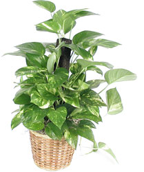 Pothos Plant from Yesterday's and Tomorrows in Warner Robins, GA
