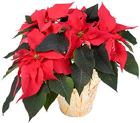 Poinsettia Plant from Yesterday's and Tomorrows in Warner Robins, GA